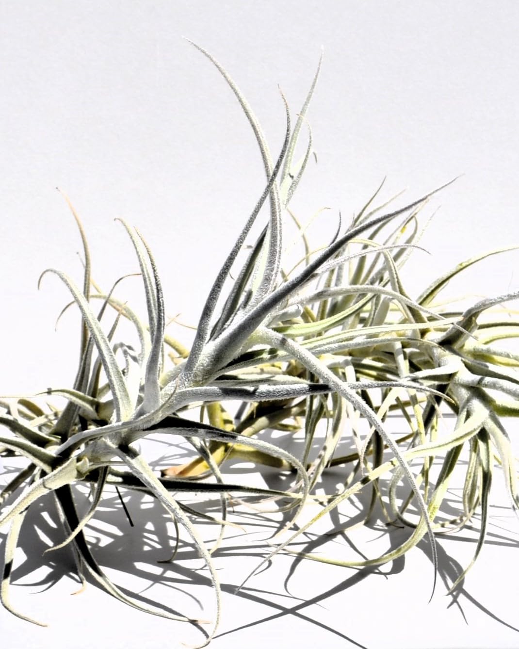 Tillandsia paleacea; planta del aire plateada; Curiosarium; altura 25 cm, diámetro 15-20 cm_2