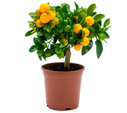 Calamondin - Naranjo Enano - Cítricos Comestibles - Maceta Cerámica - Planta Viva_2