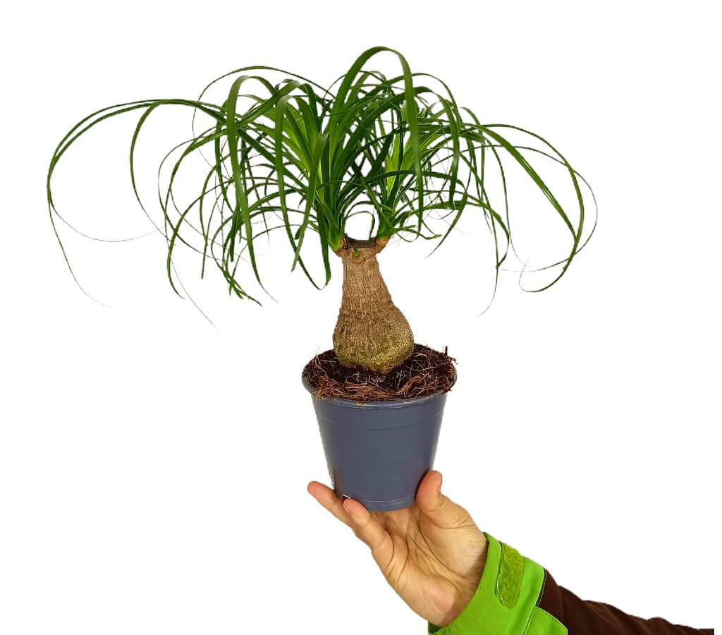 Beaucarnea Nolina Recurvata M12 (pata De Elefante)_0