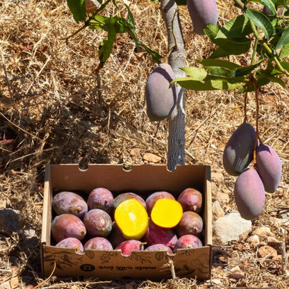 Mangos Ecológico Español Caja De 4kg_2