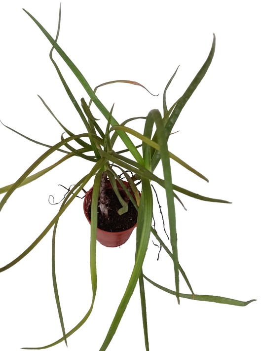 Bulbine Frutescens Planta Suculenta Ø5_0