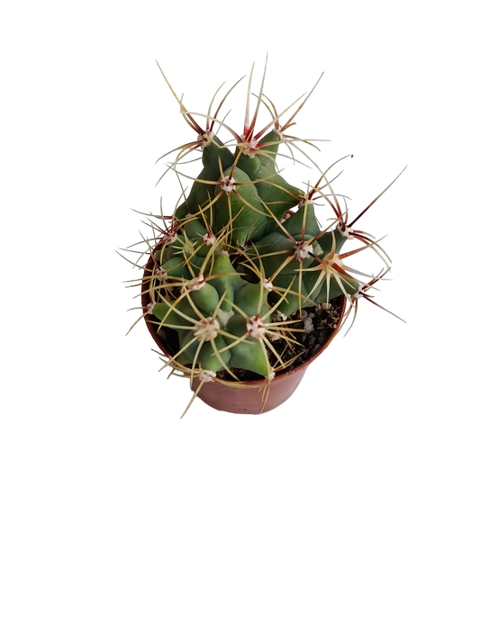 Ferocactus Histrix Cactus Planta Natural Ø5_0