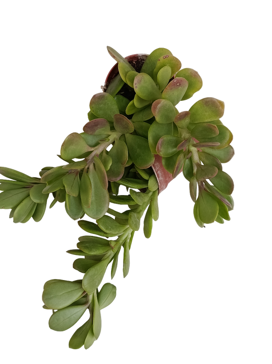Senecio Jacobseni Planta Suculenta Ø5_0