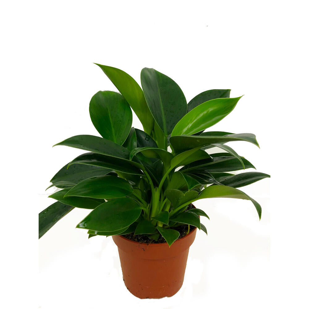 Filodendro Philodendron Green Princes M12 35cm_0