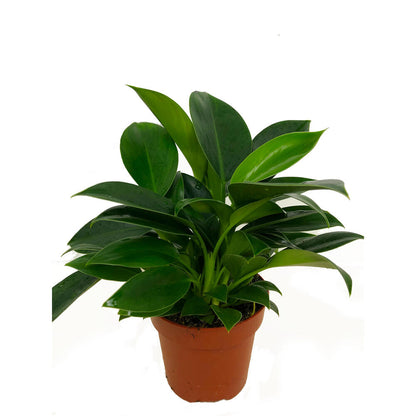 Filodendro Philodendron Green Princes M12 35cm_0