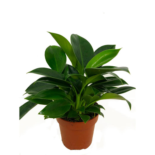 Filodendro Philodendron Green Princes M12 35cm_0