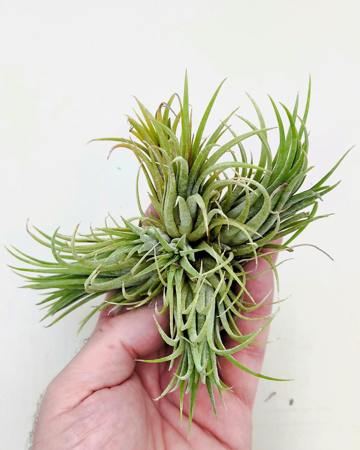 Tillandsia ionantha rubra "clump"; planta del aire, mata de plantas; Curiosarium; altura 10 cm, diámetro 15-18 cm_3