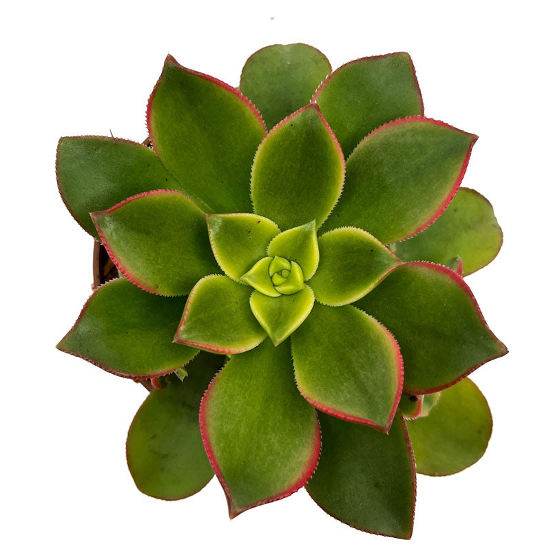 Aeonium haworthii "kiwi" Cactus Y Suculentas M8,5 cm Ø_1