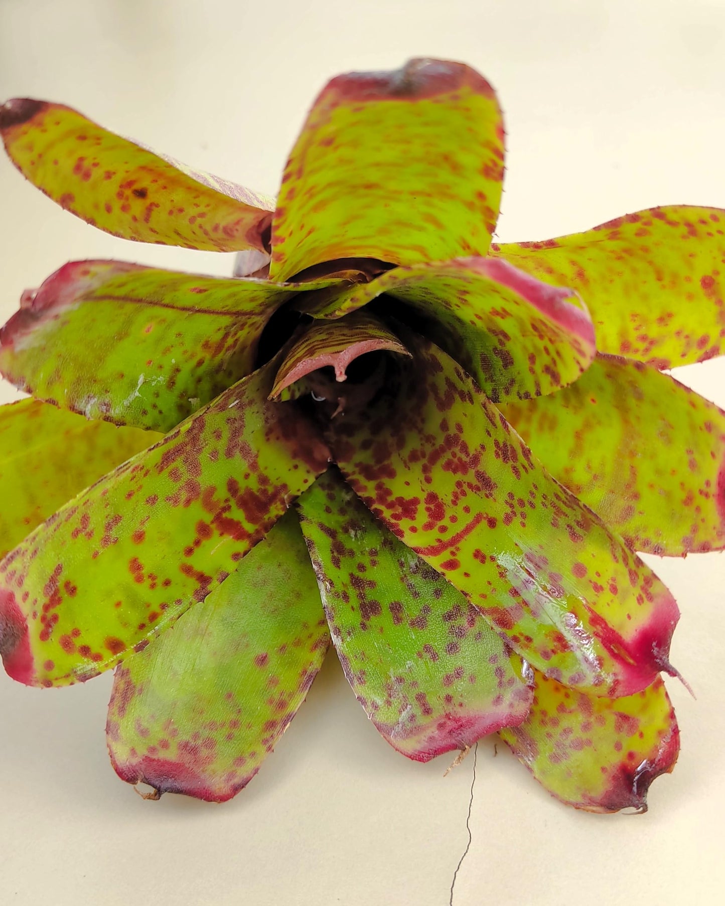 Neoregelia 'Guinea'; bromelia moteada; Curiosarium; altura 12 cm, diámetro 12 cm, sin sustrato_0