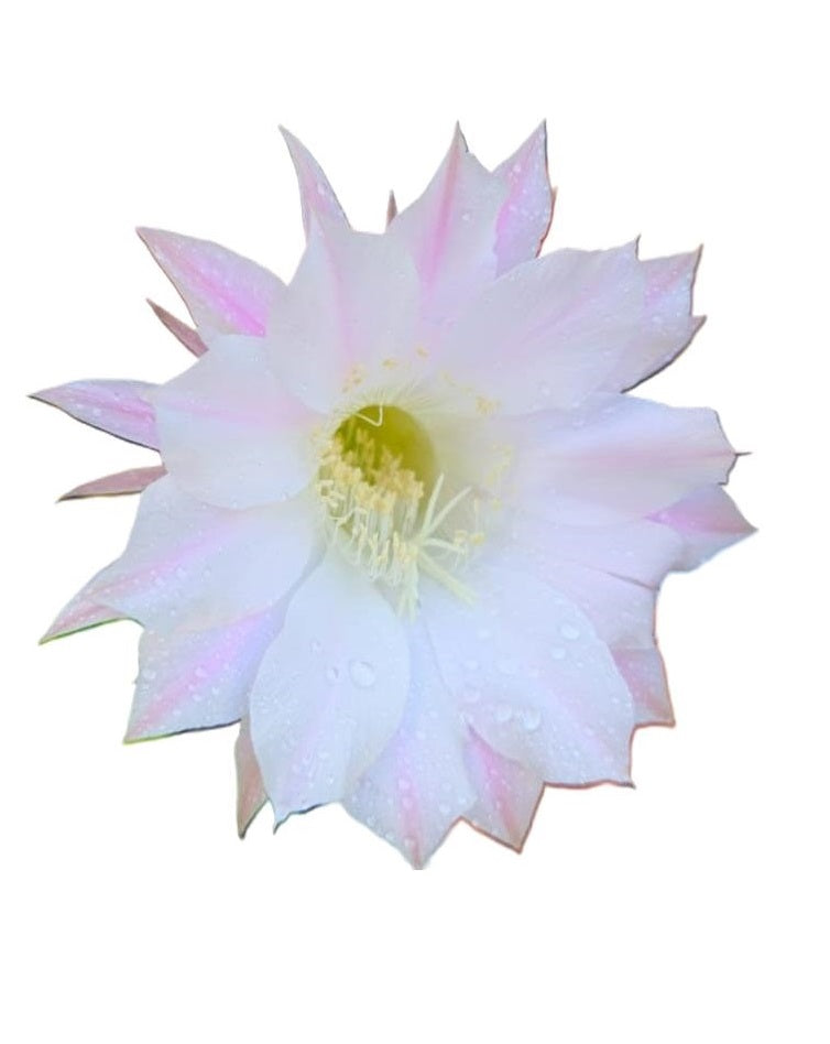 Cactus Echinopsis Oxygona (cactus Erizo Americano). Maceta Pequeña (7cm)._2