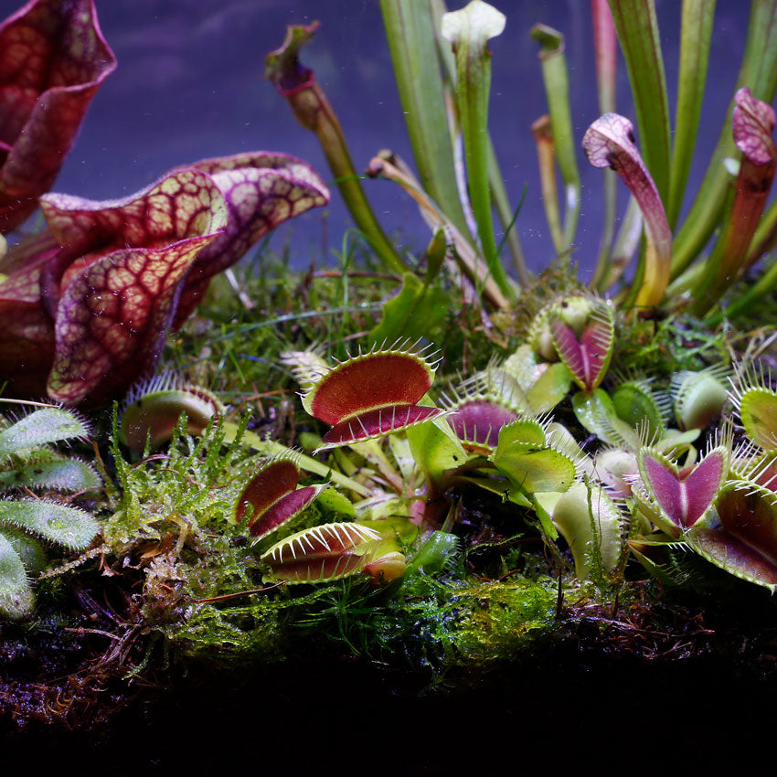 Plantas Carnívoras - 5 Unidades - Resistentes Y Biológicas_1