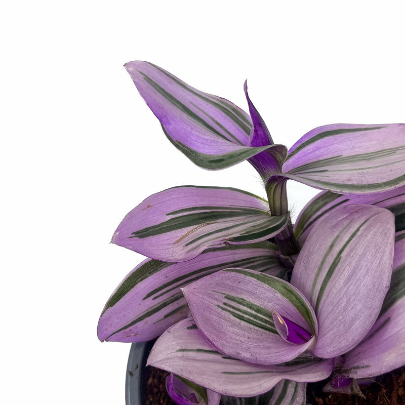 Tradescantia Nanouk Cactus Y Suculentas M11 cm Ø_2