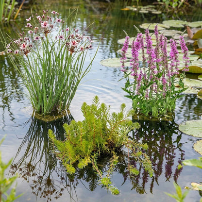 Milhojas Myriophyllum Rubricaule Estanque - Set 4 Plantas Con Cesta Y Sustrato_2