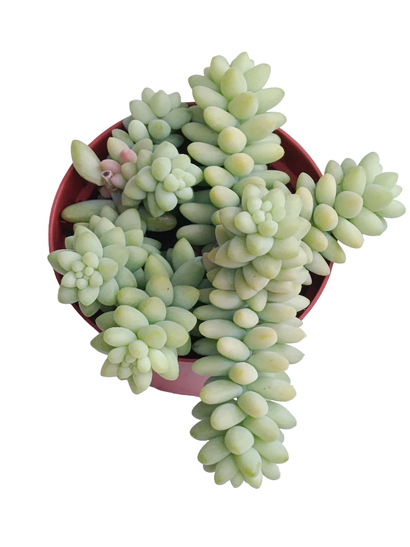Sedum Burrito Ø8 Cms Planta Suculenta Colgante_0