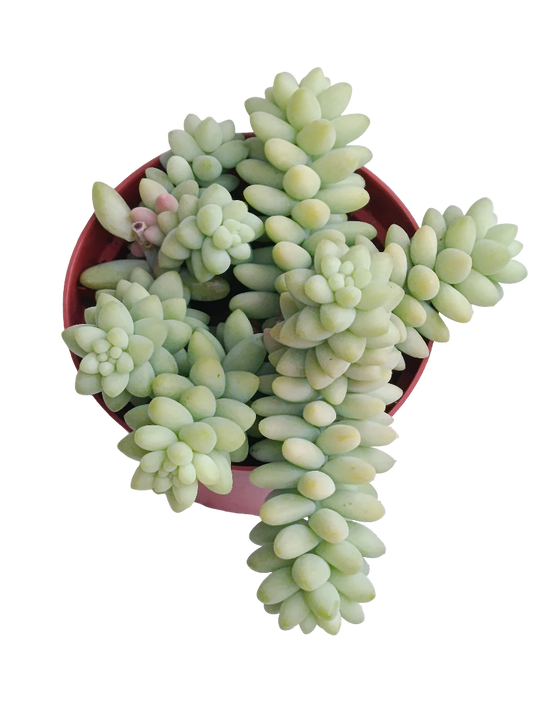 Sedum Burrito Ø8 Cms Planta Suculenta Colgante_0