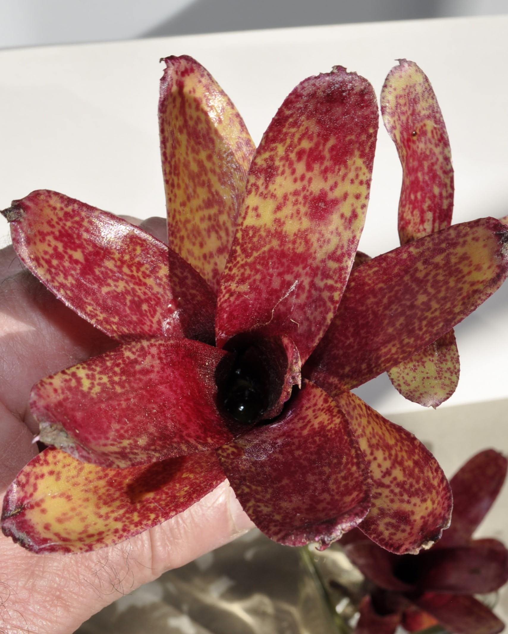 Neoregelia 'Red Waif'; bromelia colorida, ideal para terrarios; Curiosarium; altura 14 cm, diámetro 10 cm, sin sustrato_0
