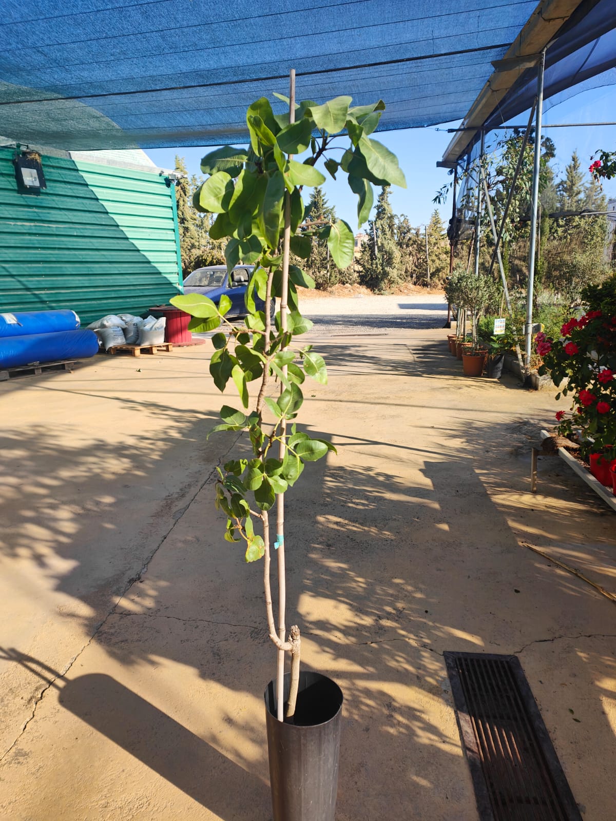Trio De Plantas De Pistachos_1