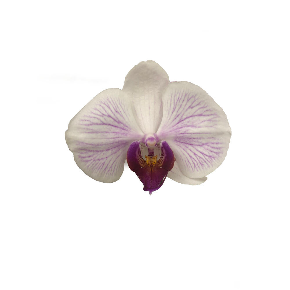 Orquidea Phalaenopsis Denver 2/3 Tallos M12 70cm_2