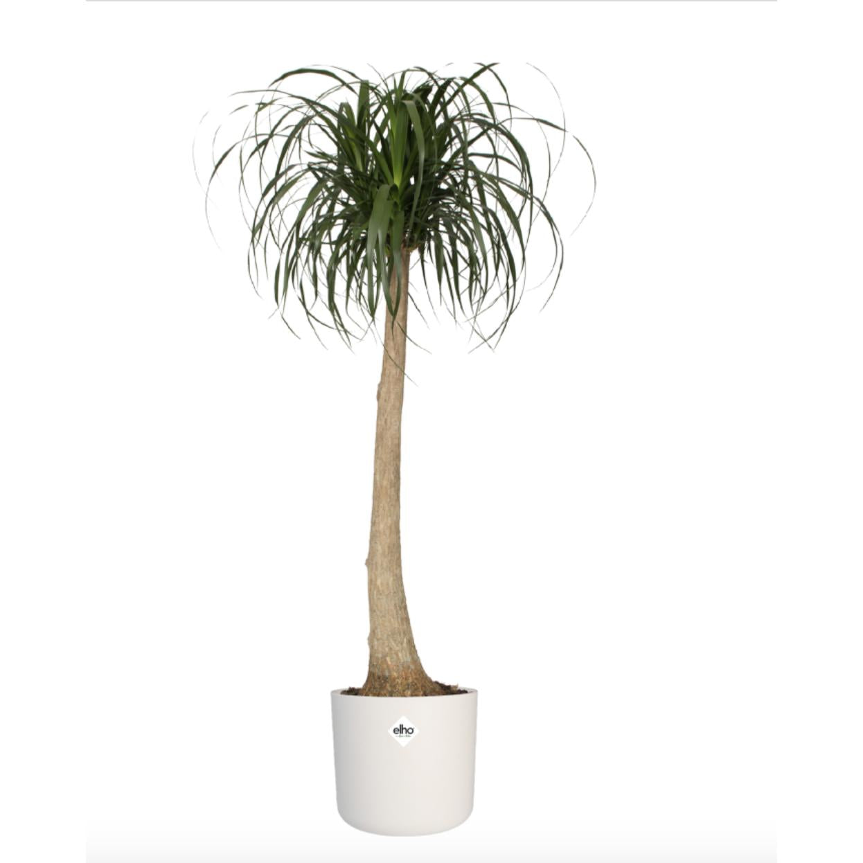 Macetero B.for Soft Round Elho Blanco 22 cm