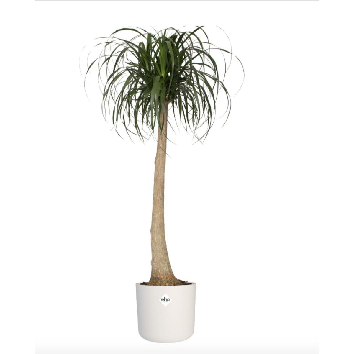 Macetero B.for Soft Round Elho Blanco 18 cm