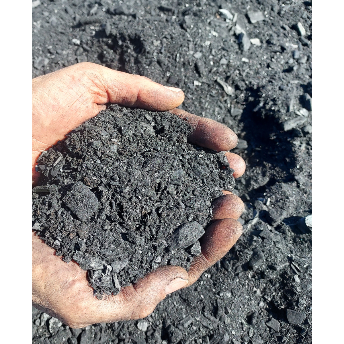 Arbochar -Enmienda con biochar para árboles- LivingChar 1000L_1