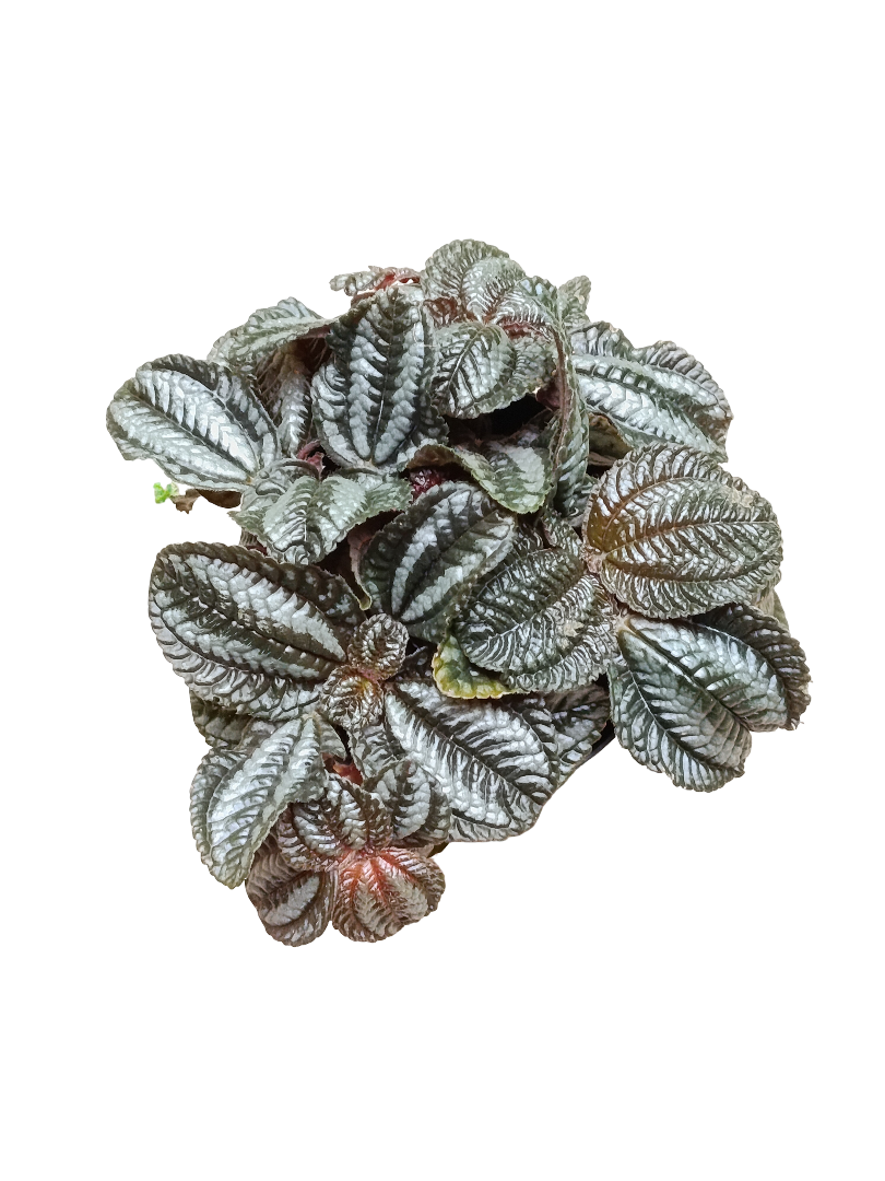 Pilea Norfolk Ø8 Planta De Interior Hoja Negra_0