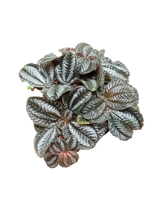 Pilea Norfolk Ø8 Planta De Interior Hoja Negra_0