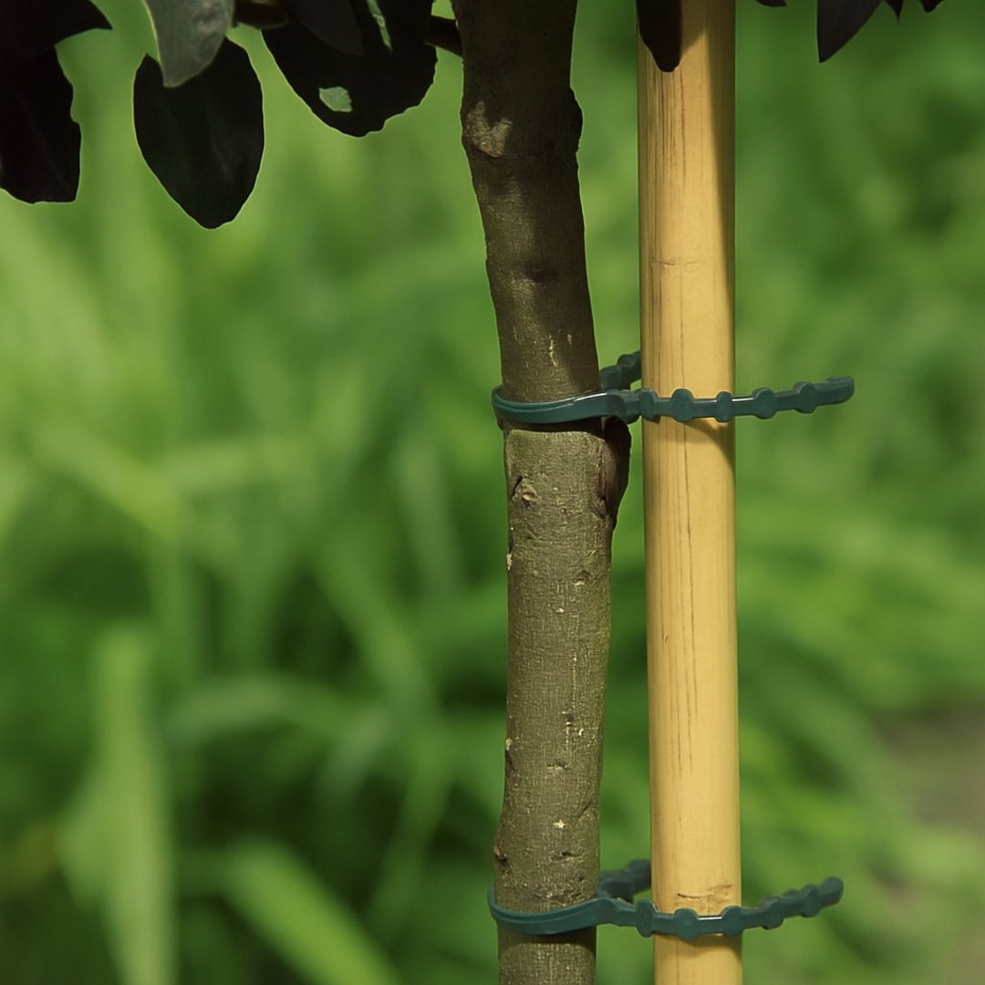 Pack 40 Bridas De Plastico Para Tutores Fix 17 Cm Verde Nortene_1