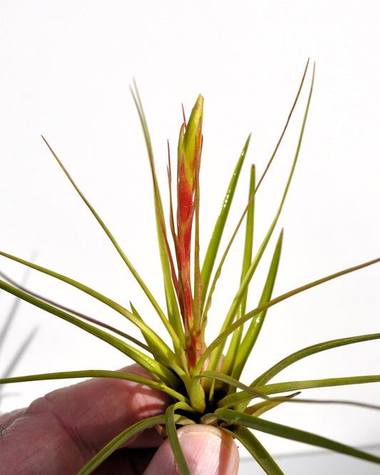 Tillandsia tricolor [S]; planta del aire, inflorescencia tricolor; Curiosarium; altura 12 cm, diámetro 8 cm_0