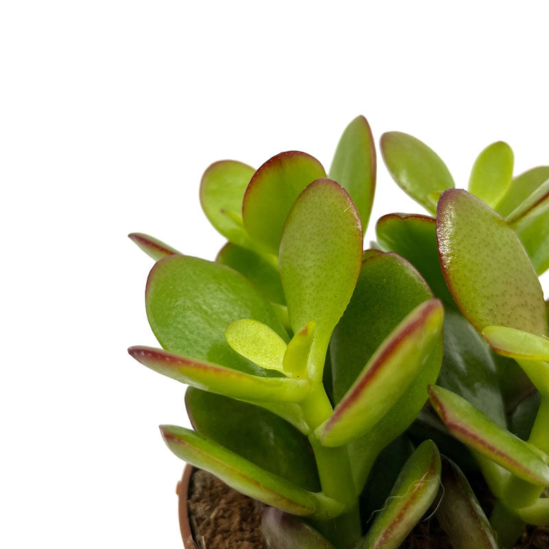 Crassula Ovata Cactus Y Suculentas M8,5 cm Ø_2