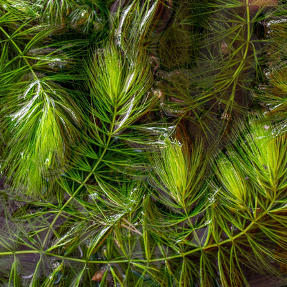 Ceratofilo Ceratophyllum Demersum Estanque - 2l Planta Oxigenante Flotante Algas_2