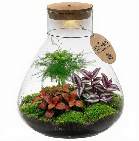 Terrario De Plantas Ø30 Cm - Ecosistema - Cristal - Diy_0