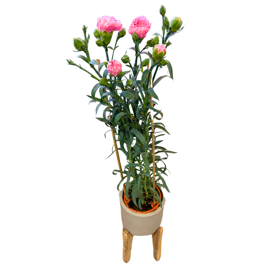 Clavel De Florista Colores Variados M14_0