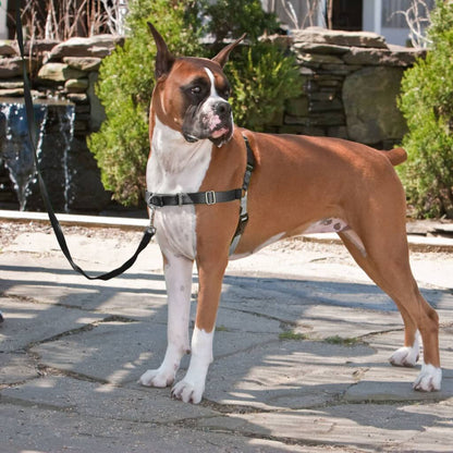 Petsafe Arnés Para Perros Easy Walk Negro M_1
