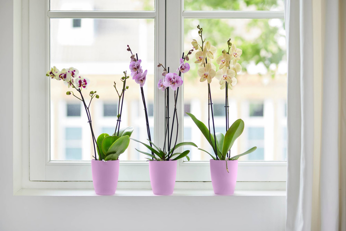 Macetero orquídeas Brussels High Elho vivid violet
