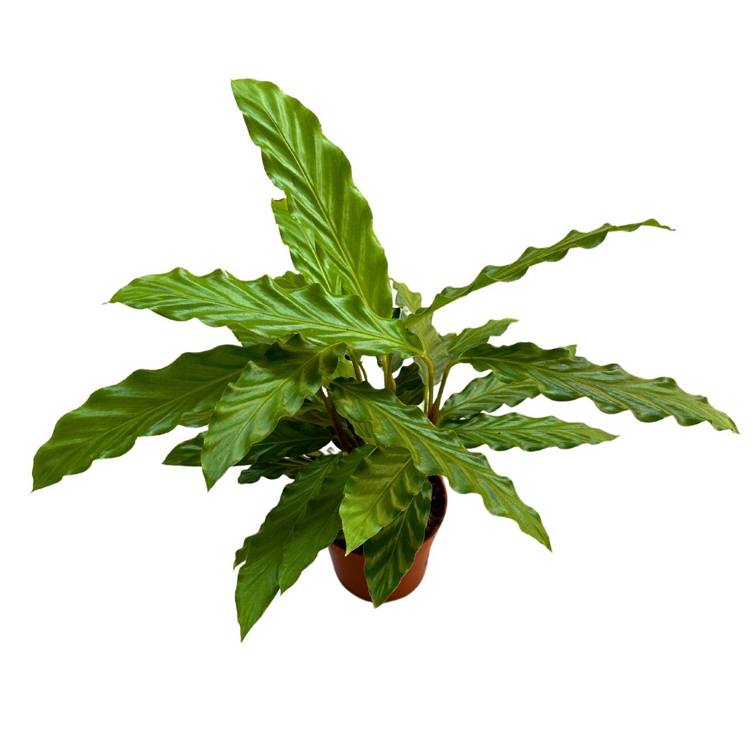 Calathea Rufibarba Perfecta Para Crear Un Ambiente Acogedor M12_0