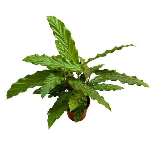 Calathea Rufibarba Perfecta Para Crear Un Ambiente Acogedor M12_0