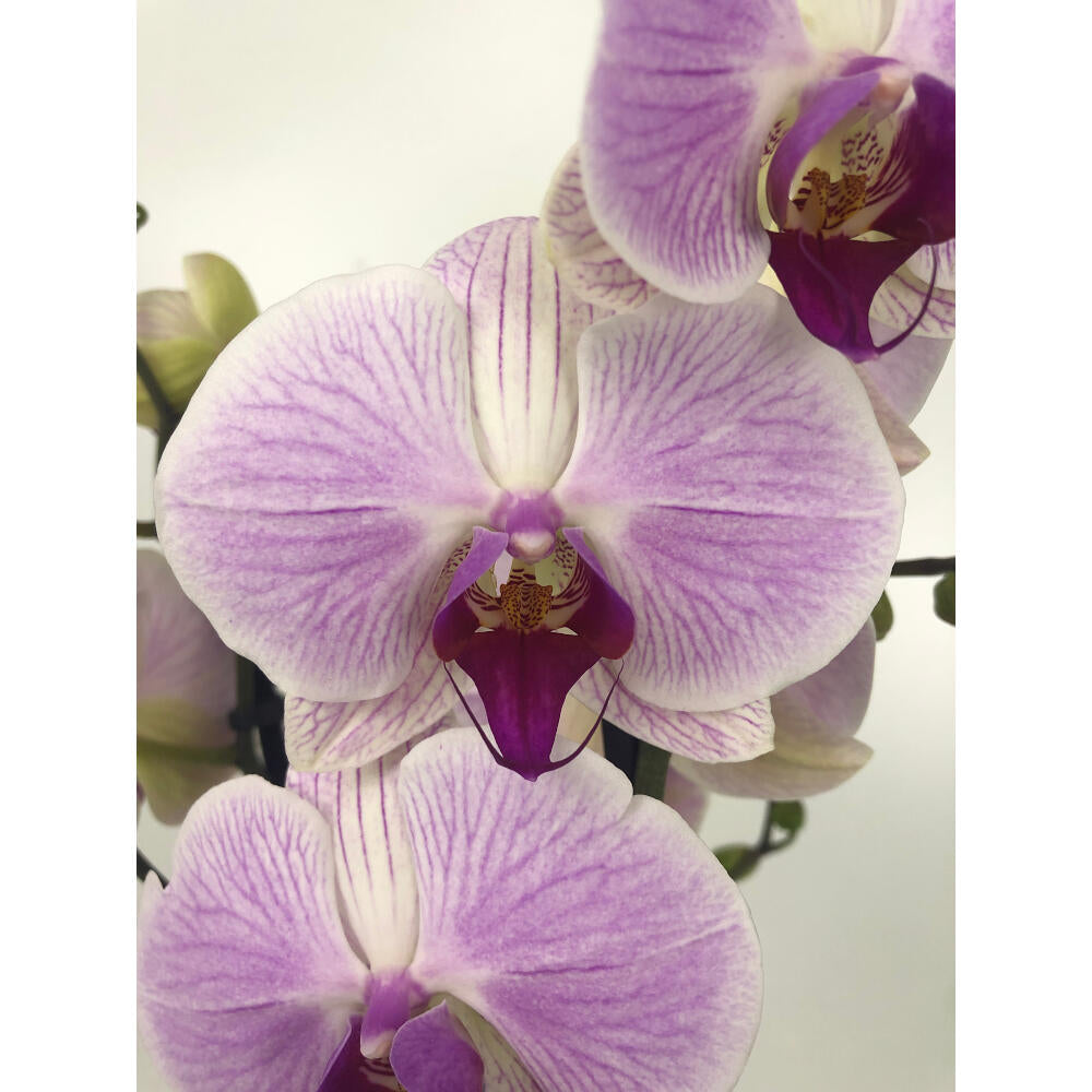Orquidea Phalaenopsis Cleveland 2/3 Tallos M12 70cm_1