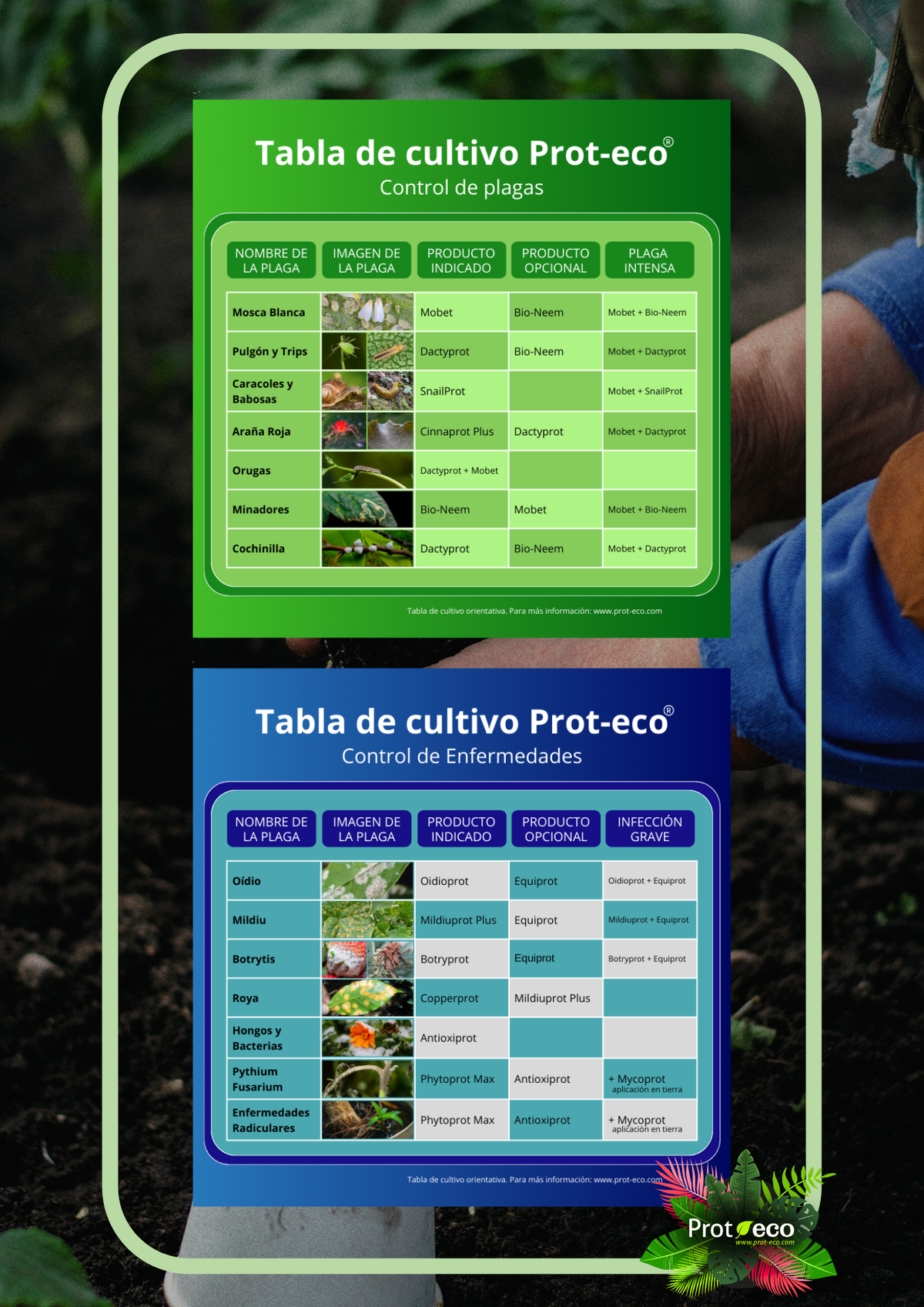 Jabón Potásico Ecológico Para Pulgón Y Cochinilla En Plantas Mobet Prot-eco (250 Ml)+pipeta dosificadora 5 ml gratis_1