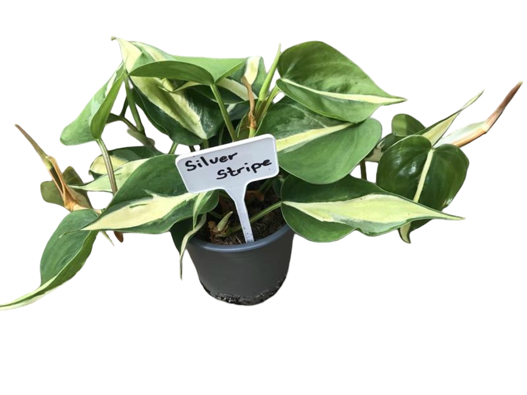 Planta Natural Philodendron 'silver Stripe' 1 Ud Ø 12 Alt. 20_0
