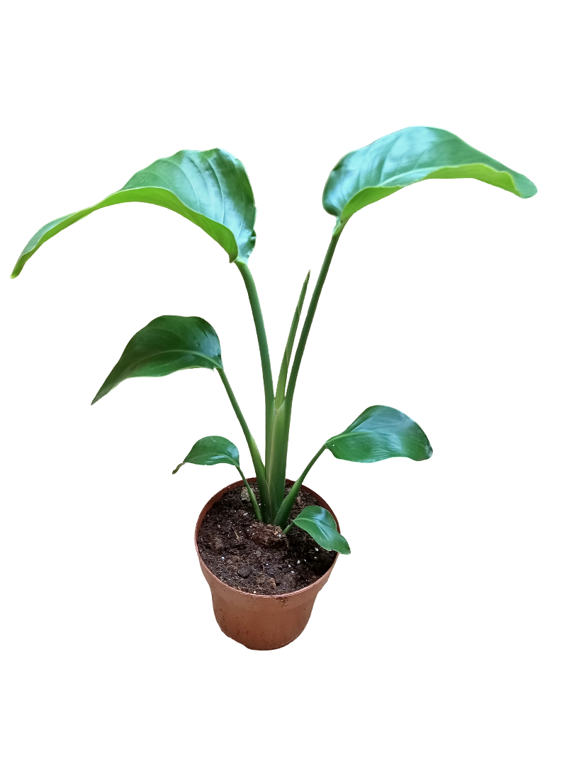 Streltzia Nicolai Ave Del Paraiso Planta De Interior Ø14-altura 30-50 Cm_0