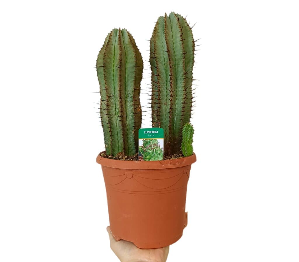 Euphorbia Horrida M17_0