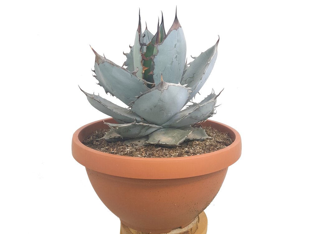 Agave Titanota White Ice T30 50cm (hielo Blanco)_2