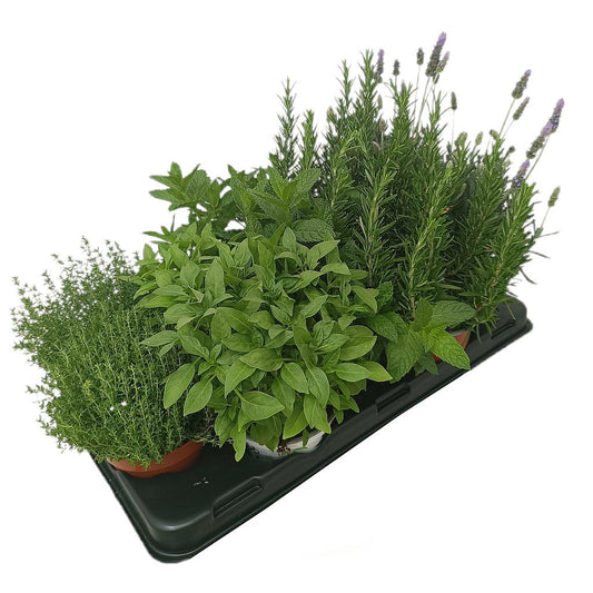 Pack 10 Unidades De Aromáticas_0
