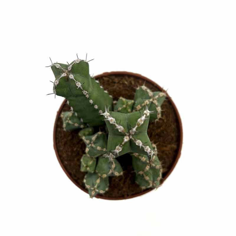 Euphorbia Polyacantha Cactus Y Suculentas M8,5 cm Ø_1