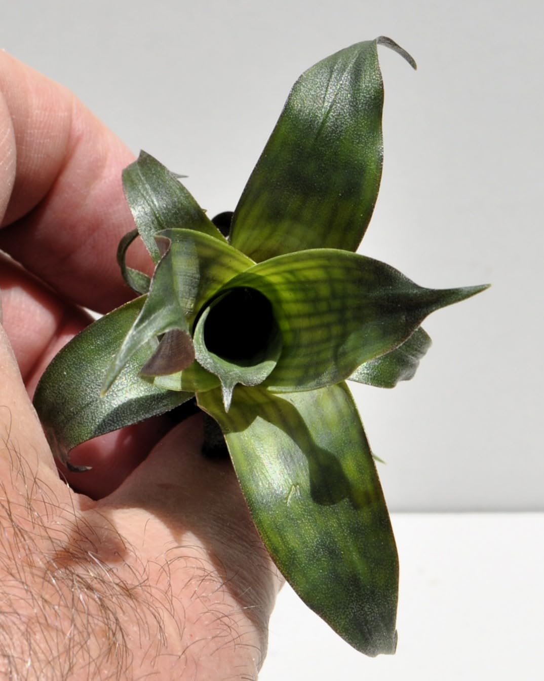 Vriesea gigantea 'Nova' [mini]; bromelia tropical; Curiosarium; altura 10-12 cm, diámetro 8-10 cm, sin sustrato_3