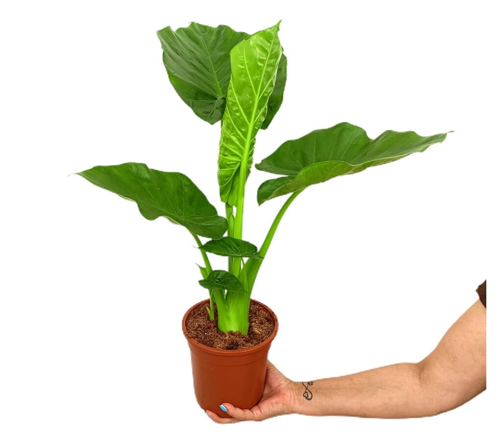 Alocasia Macrorrhiza M17 70-90cm_0