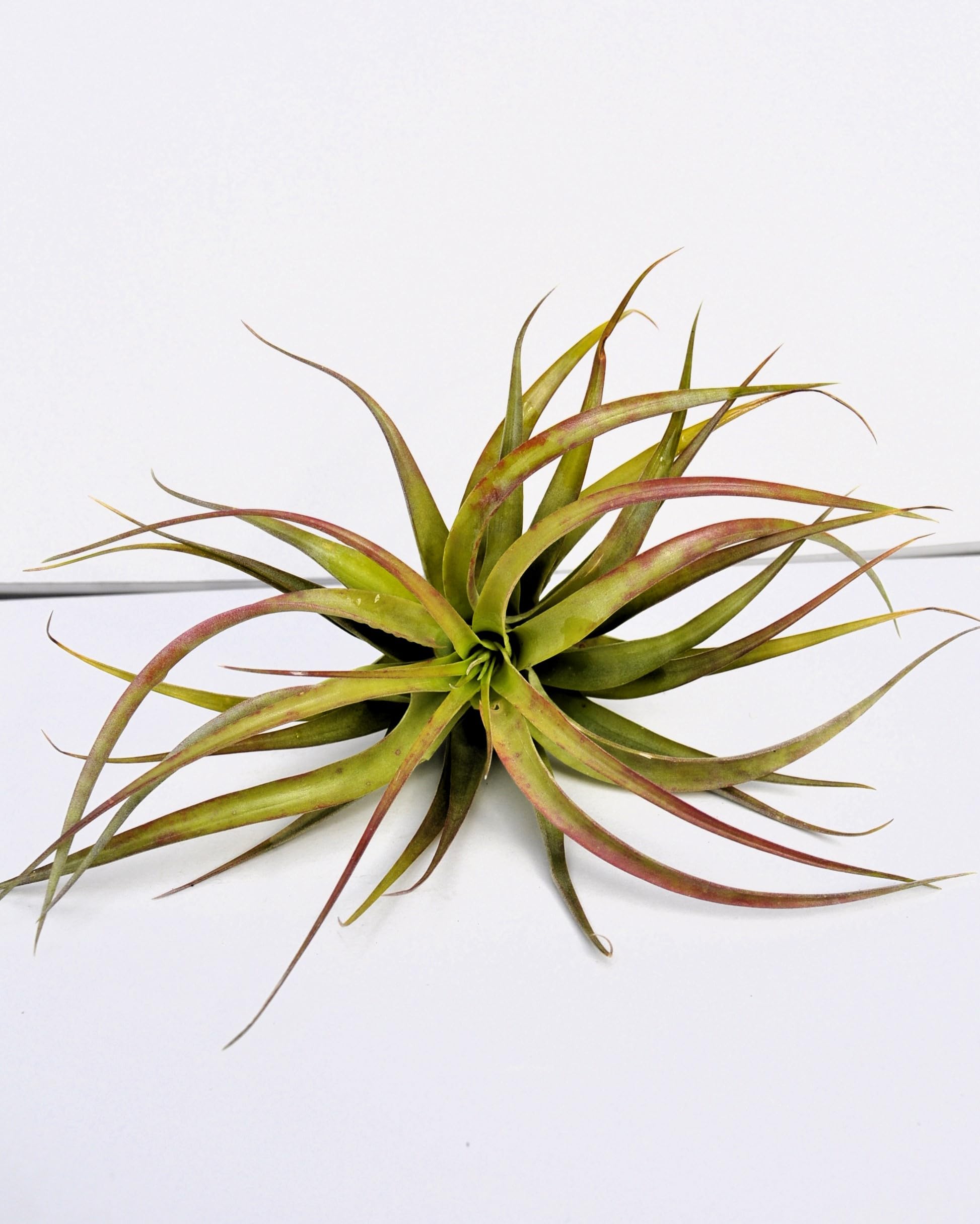 Tillandsia brachycaulos var. brachycaulos; planta del aire, verde/rojo; Curiosarium; altura 10-15 cm, diámetro 10-20 cm_3