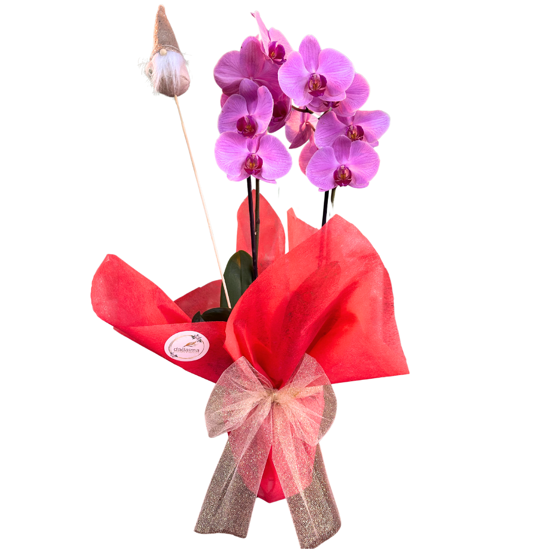 Orquídeas Decoradas: El Toque Perfecto Para Estas Fiestas_0