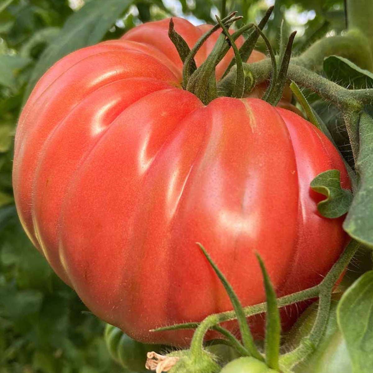 Kit De Cultivo De Tomate Rosado Grow Me – Huerto Urbano Ecológico_1